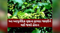 આંખ-કાન અને પેટની આ બીમારીઓ માટે રામબાણ છે આ વસ્તુ, ચપટીમાં જ દૂર થશે સમસ્યા!