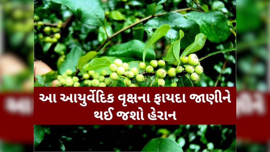 આંખ-કાન અને પેટની આ બીમારીઓ માટે રામબાણ છે આ વસ્તુ, ચપટીમાં જ દૂર થશે સમસ્યા!