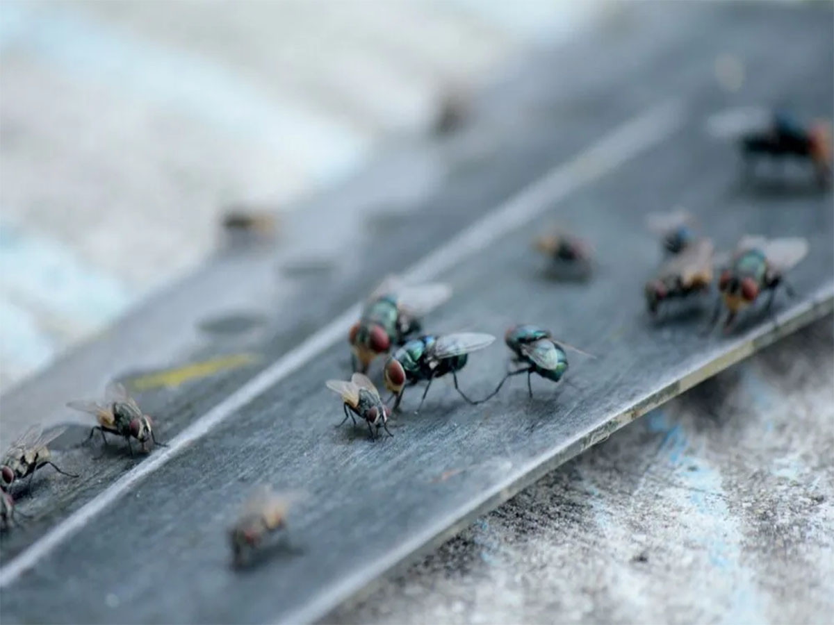 Insects: પોતું કરવાના પાણીમાં મિક્સ કરી દો આ 2 વસ્તુઓ, ઘરમાં નહીં ફરકે એક પણ માખીઓ, મચ્છર પણ ઉડી જશે તુરંત Insects: પોતું કરવાના પાણીમાં મિક્સ કરી દો આ 2 વસ્તુઓ, ઘરમાં નહીં ફરકે એક પણ માખીઓ, મચ્છર પણ ઉડી જશે તુરંત