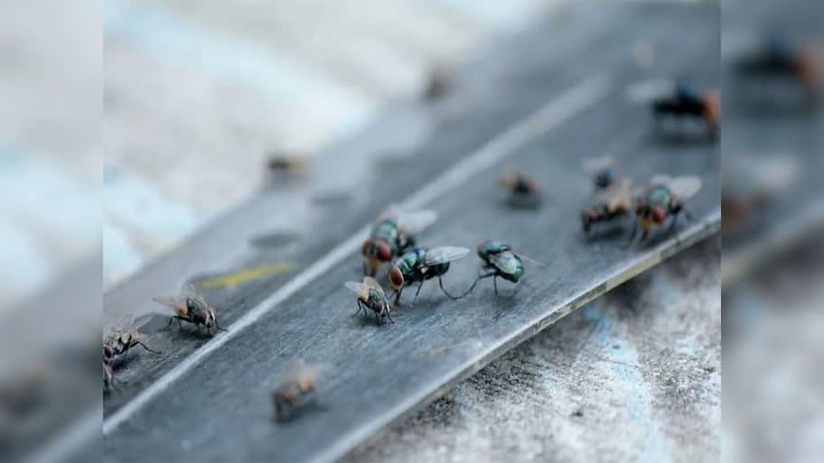 Insects: પોતું કરવાના પાણીમાં મિક્સ કરી દો આ 2 વસ્તુઓ, ઘરમાં નહીં ફરકે એક પણ માખીઓ, મચ્છર પણ ઉડી જશે તુરંત