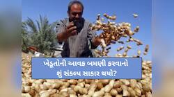 ગુજરાતમાં 2.76 લાખ ખેડૂતોને બખ્ખાં! જાણો સરકારે ટેકાના ભાવે કેટલી મગફળીની ખરીદી કરી?