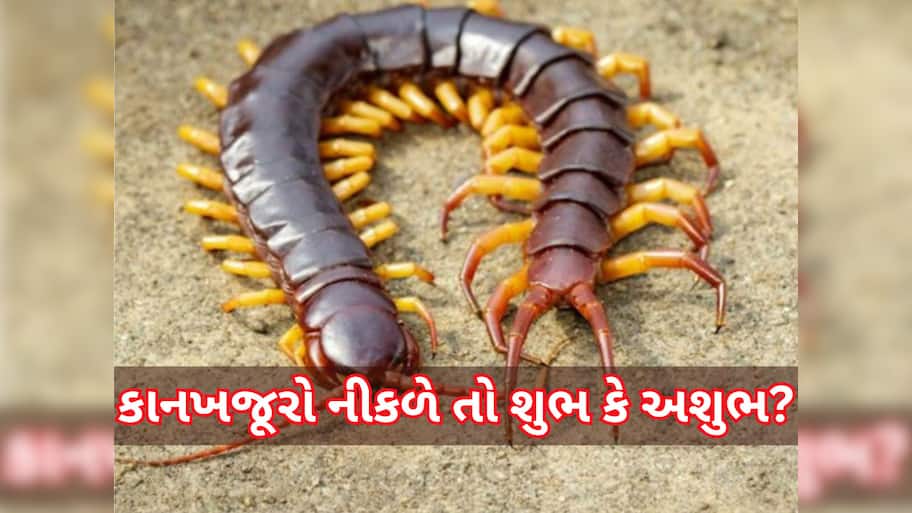 Centipede: ઘરમાં અચાનક કાનખજૂરો દેખાઈ જાય તો શું મળે છે સંકેત? રાહુ સાથે છે સીધો સંબંધ