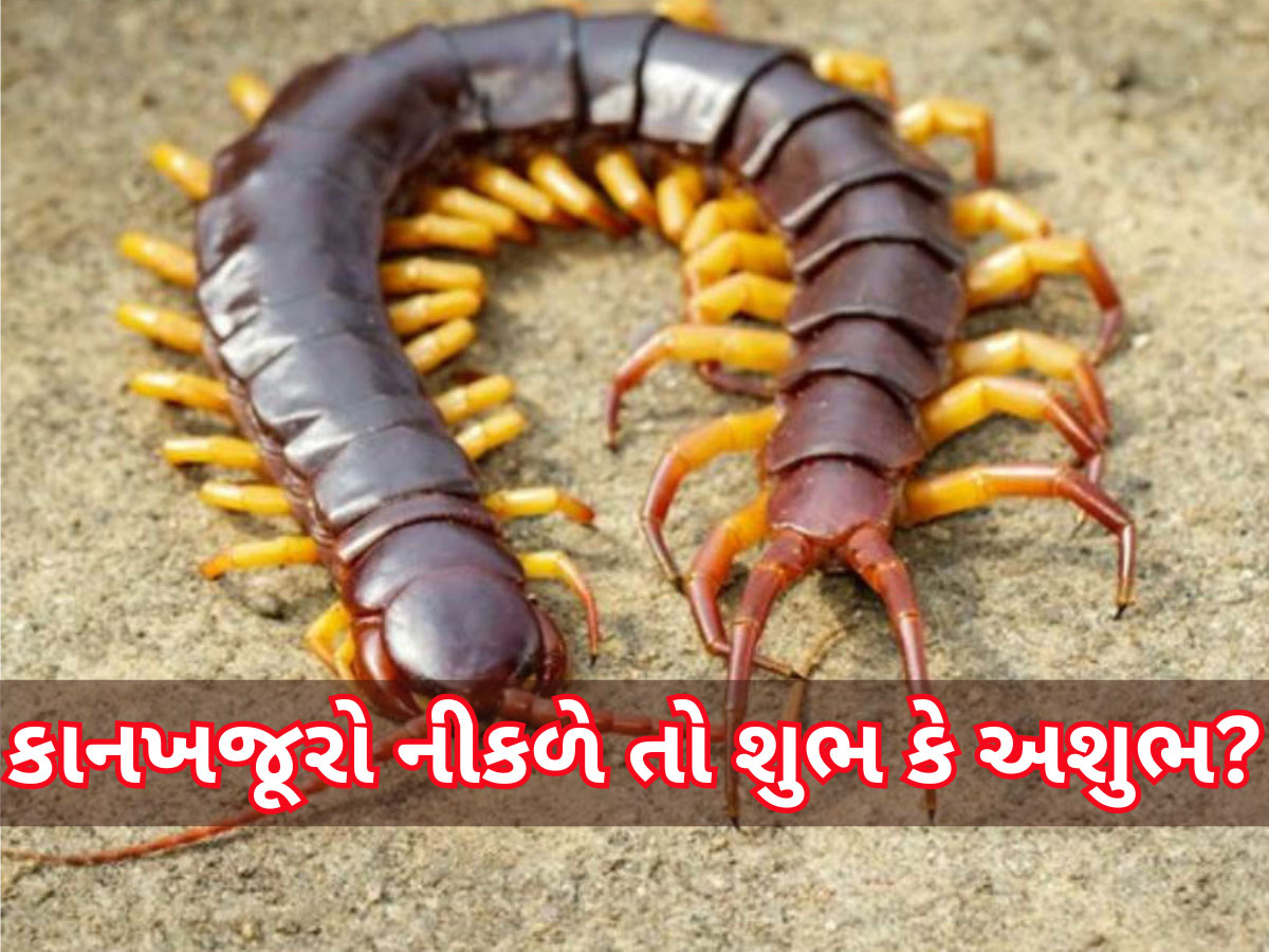 Centipede: ઘરમાં અચાનક કાનખજૂરો દેખાઈ જાય તો શું મળે છે સંકેત? રાહુ સાથે છે સીધો સંબંધ Centipede: ઘરમાં અચાનક કાનખજૂરો દેખાઈ જાય તો શું મળે છે સંકેત? રાહુ સાથે છે સીધો સંબંધ