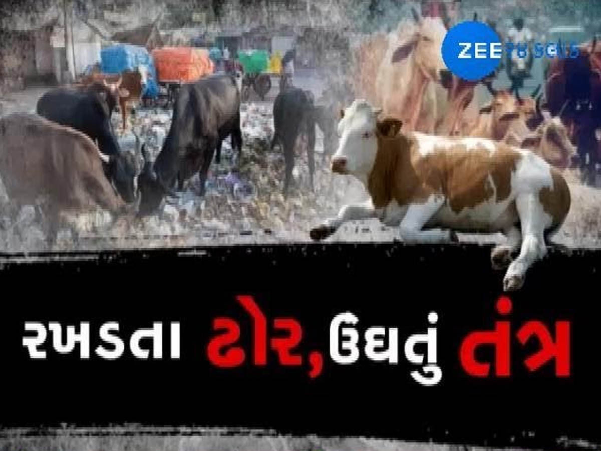રખડતા ઢોરે વધુ એક ગુજરાતમાં નિર્દોષ યુવાનનો જીવ ગયો! પરિવારમાં શોકનો માહોલ, ઘટના CCTVમાં કેદ