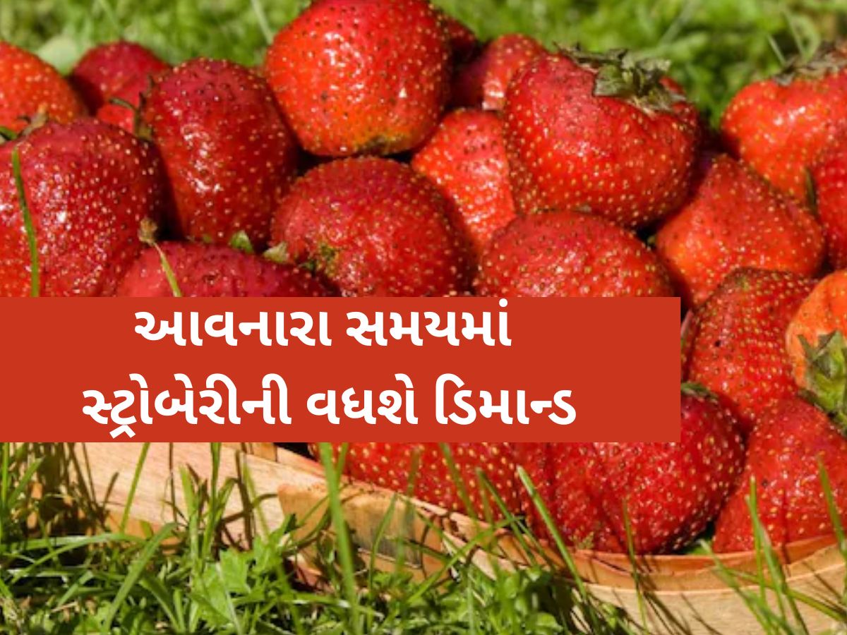 સરકારી યોજનાઓનો લાભ ઉઠાવીને આ રીતે કરો સ્ટ્રોબેરીની ખેતી! ઓછા ખર્ચમાં થશે લાખોની કમાણી