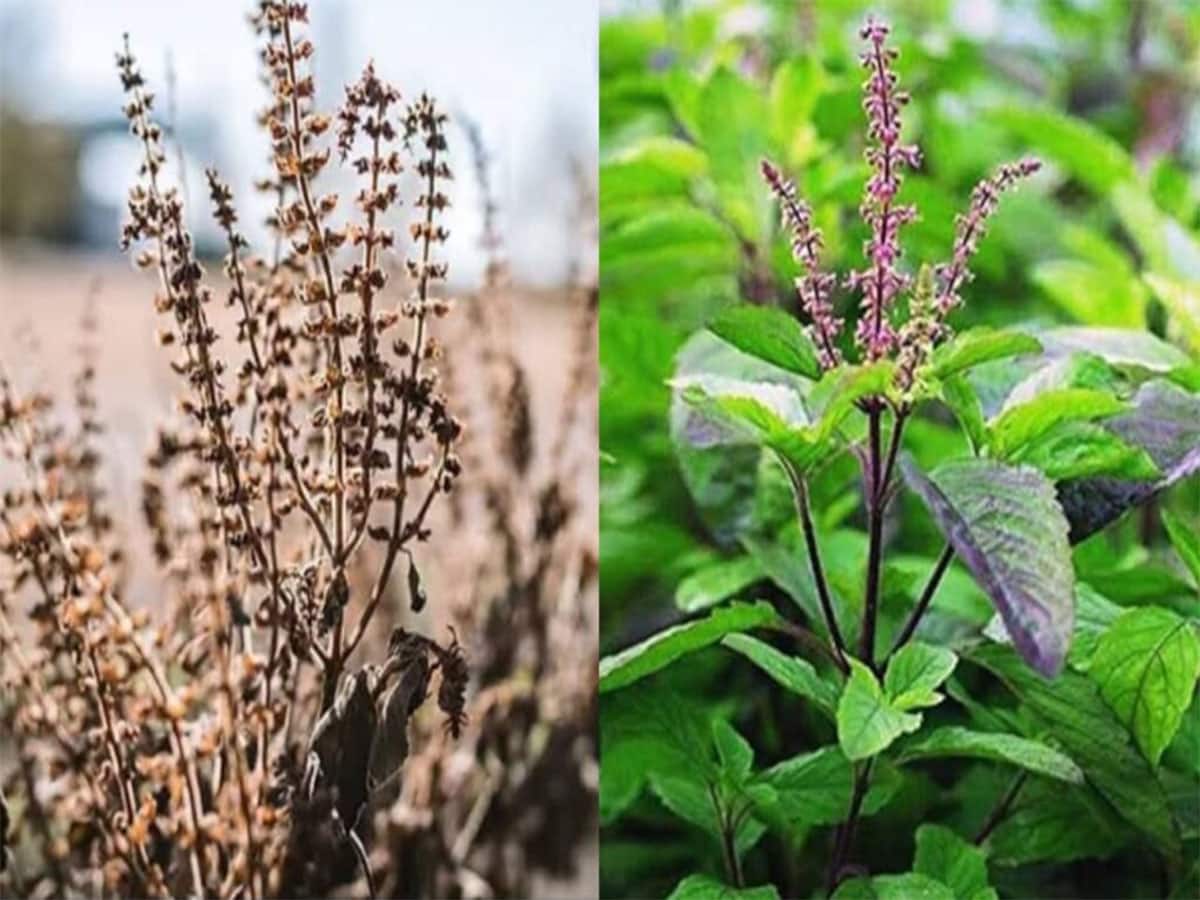 Tulsi Plant: ઉનાળામાં તુલસીનો છોડ કરમાવા લાગે તો માટીમાં ઉમેરી દો આ વસ્તુ, સુકાશે નહીં અને ઝડપથી વધશે છોડ