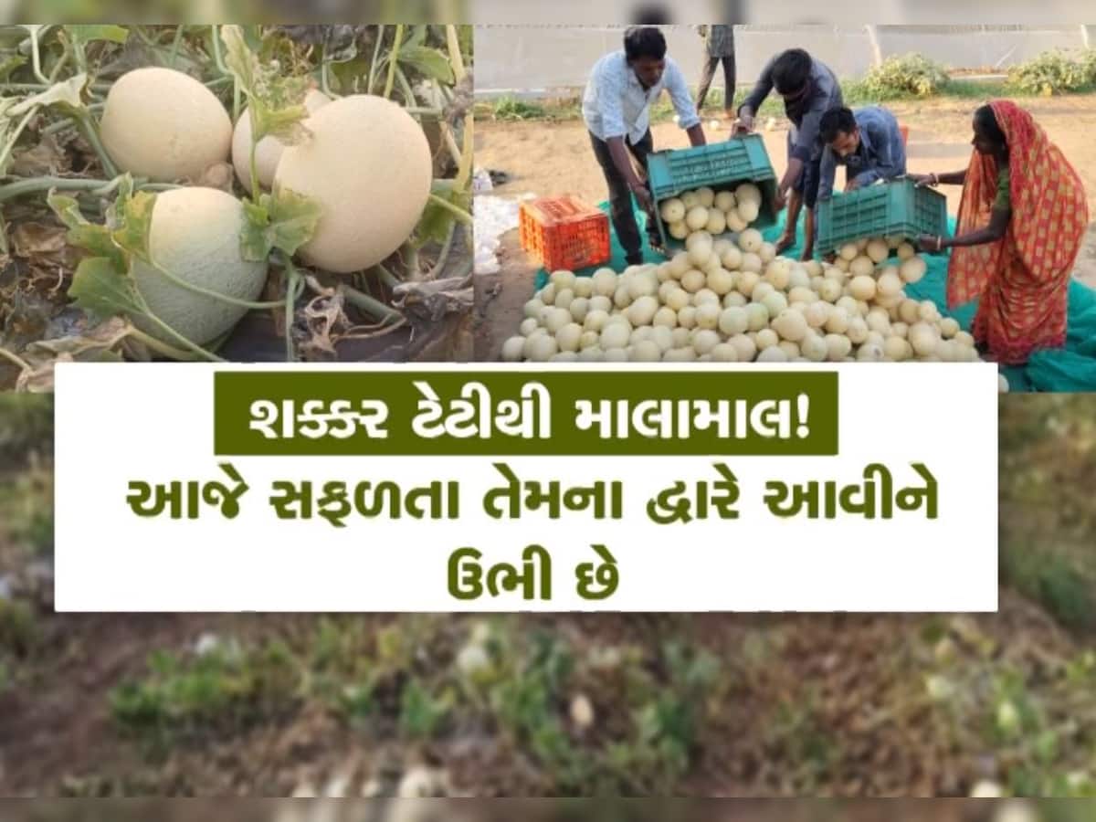   માત્ર 5 વીઘા જમીનમાં શક્કરટેટીની ખેતી કરી આ ખેડૂતે કર્યો કમાલ, વર્ષે લાખો રૂપિયાની આવક