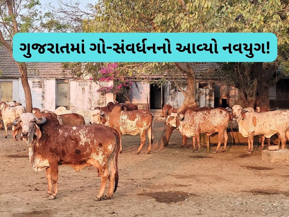 પશુપાલકો માટે સારા સમાચાર, વિધાનસભામાં પાસ થયું “ગુજરાત ગો-વંશ સંવર્ધન (નિયમન) વિધેયક-2025”