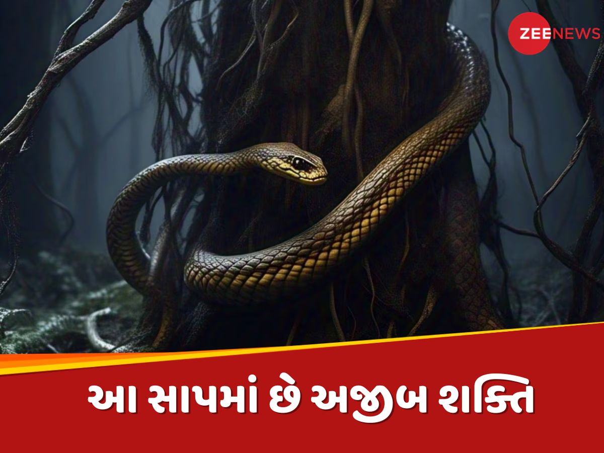 દુનિયાનો એકમાત્ર સાપ, જે નર વિના પણ આપી શકે છે બચ્ચાને જન્મ, જાણો તેની ચોંકાવનારી કહાની ! દુનિયાનો એકમાત્ર સાપ, જે નર વિના પણ આપી શકે છે બચ્ચાને જન્મ, જાણો તેની ચોંકાવનારી કહાની !