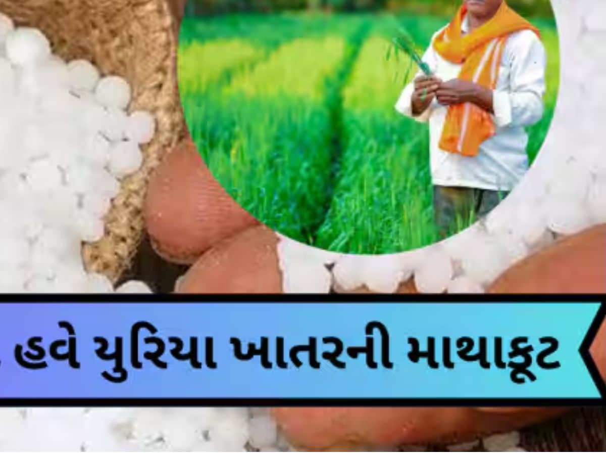 બિલ વિના ખાતર નહીં ખરીદવા ગુજરાતના ખેડૂતોને સલાહ; મહેસાણામાં સામે આવ્યો મોટો કાંડ! બિલ વિના ખાતર નહીં ખરીદવા ગુજરાતના ખેડૂતોને સલાહ; મહેસાણામાં સામે આવ્યો મોટો કાંડ!