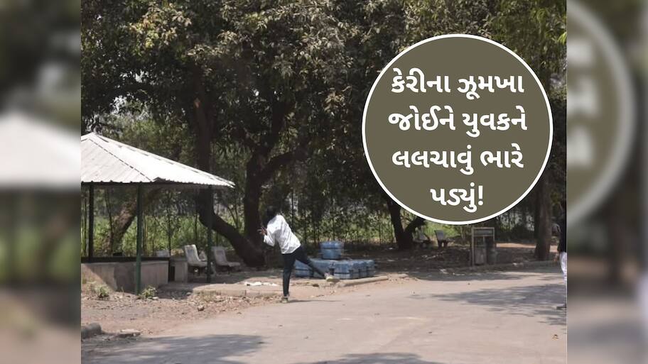 ગુજરાતમાં હવે જાહેર વૃક્ષ પરથી ફળ તોડનારે ચેતવું પડે એવો કિસ્સો; યુવકને ફટકાર્યો 200 રૂપિયાનો દંડ
