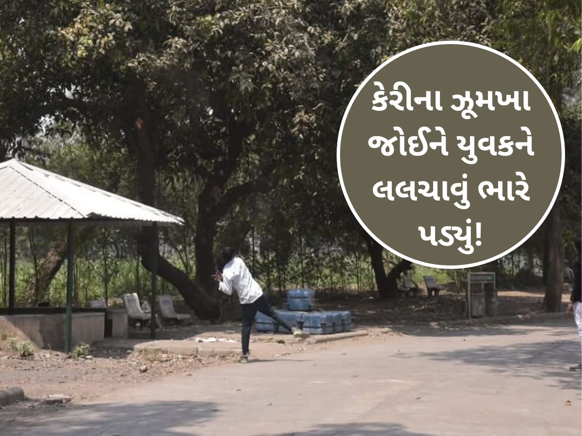 ગુજરાતમાં હવે જાહેર વૃક્ષ પરથી ફળ તોડનારે ચેતવું પડે એવો કિસ્સો; યુવકને ફટકાર્યો 200 રૂપિયાનો દંડ ગુજરાતમાં હવે જાહેર વૃક્ષ પરથી ફળ તોડનારે ચેતવું પડે એવો કિસ્સો; યુવકને ફટકાર્યો 200 રૂપિયાનો દંડ