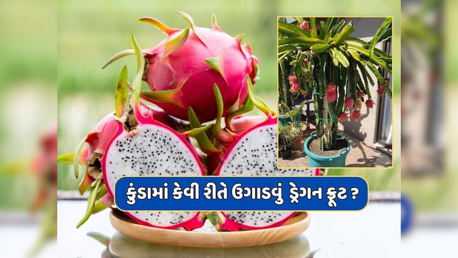 Dragon Fruit : ઘરે કુંડામાં કેવી રીતે ઉગાડવું  ડ્રેગન ફ્રૂટ ? અપનાવો આ ટિપ્સ 
