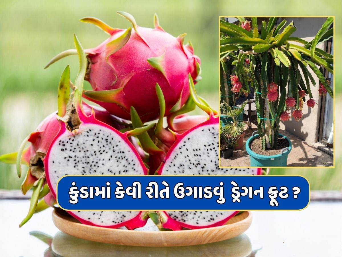 Dragon Fruit : ઘરે કુંડામાં કેવી રીતે ઉગાડવું ડ્રેગન ફ્રૂટ ? અપનાવો આ ટિપ્સ Dragon Fruit : ઘરે કુંડામાં કેવી રીતે ઉગાડવું ડ્રેગન ફ્રૂટ ? અપનાવો આ ટિપ્સ