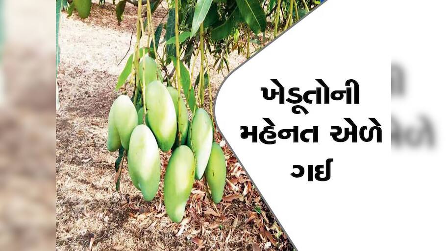 આ વર્ષે પણ ગુજરાતમાં કેરીનો સ્વાદ ખાટો જ રહેવાની શક્યતા! સુકાઈ રહ્યો છે આંબાનો મોર, જાણો શું છે કારણ?