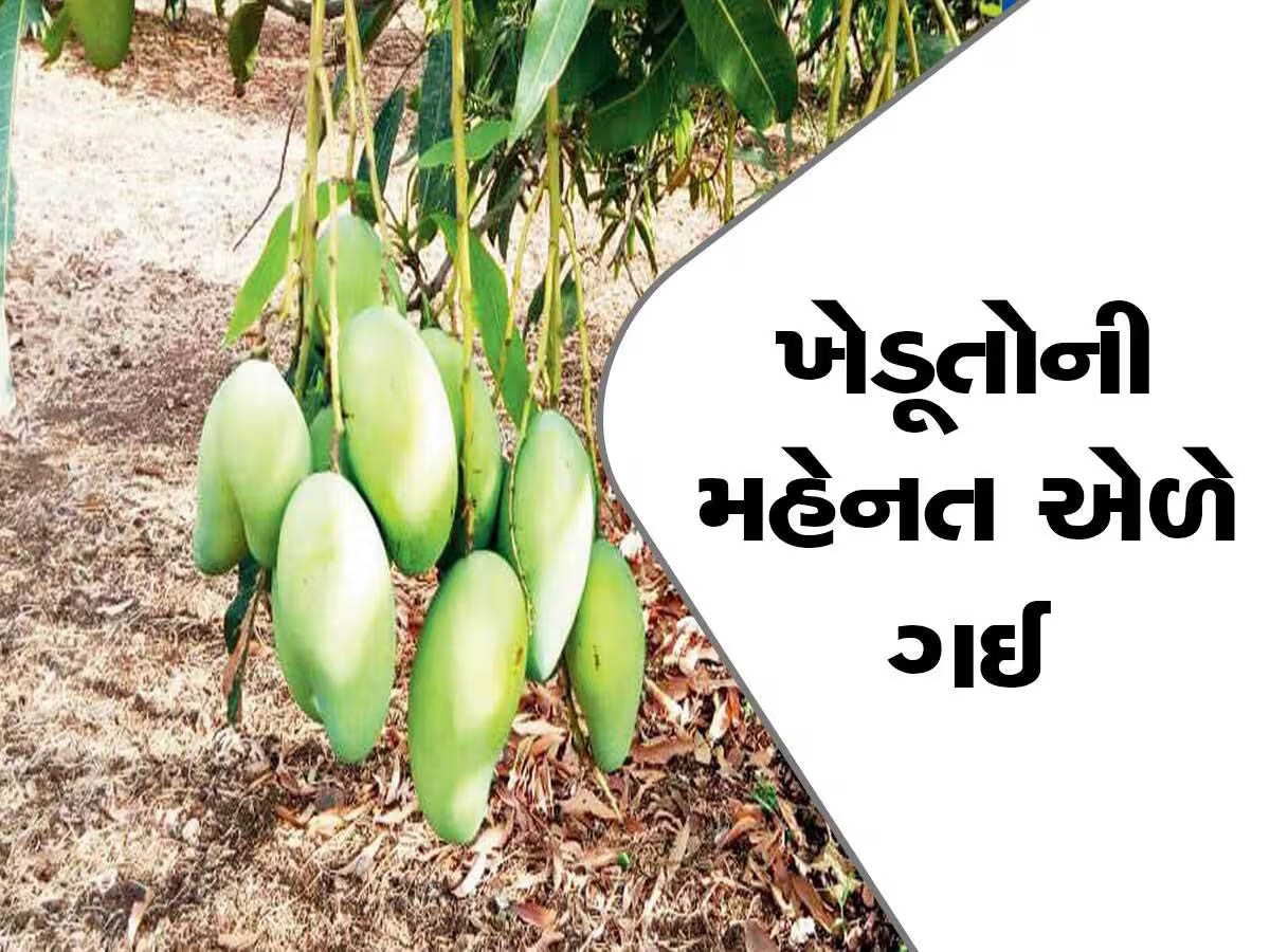 આ વર્ષે પણ ગુજરાતમાં કેરીનો સ્વાદ ખાટો જ રહેવાની શક્યતા! સુકાઈ રહ્યો છે આંબાનો મોર, જાણો શું છે કારણ? આ વર્ષે પણ ગુજરાતમાં કેરીનો સ્વાદ ખાટો જ રહેવાની શક્યતા! સુકાઈ રહ્યો છે આંબાનો મોર, જાણો શું છે કારણ?