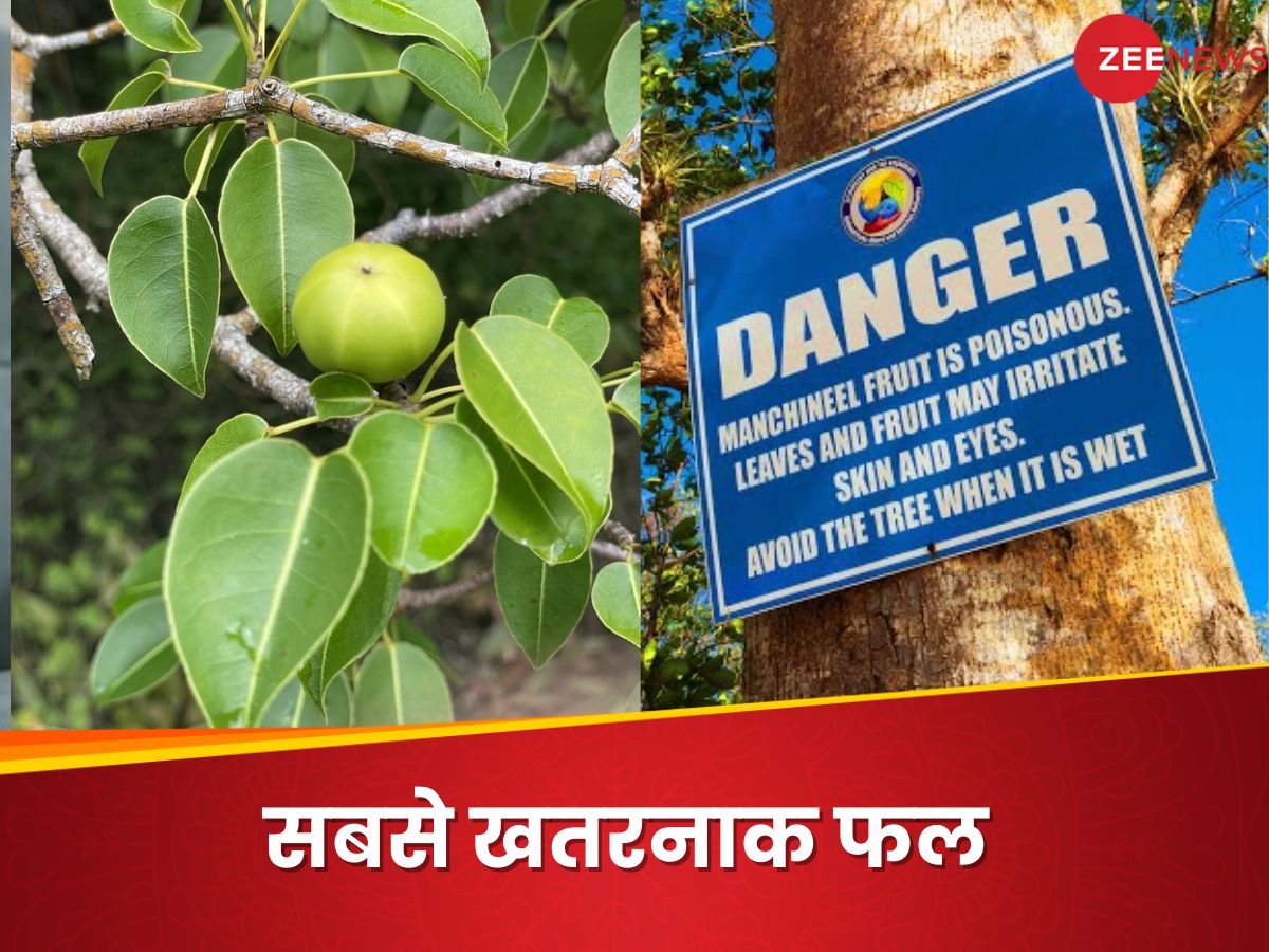 મંછિનીલ (Manchineel)