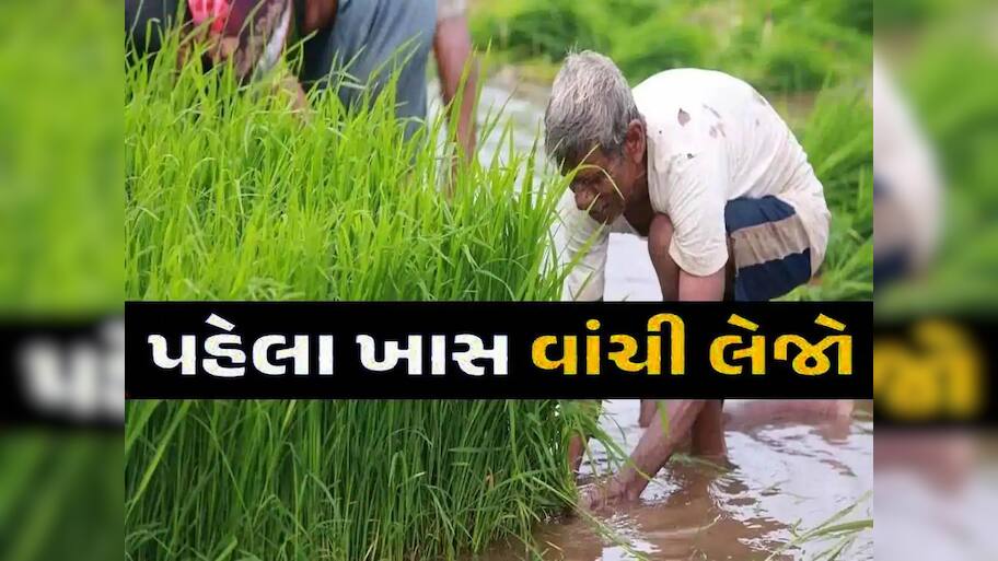 ગુજરાતના ખેડૂતો માટે આવ્યા ખુશીના સમાચાર; ખરીફ પાકોનું વાવેતર અને ઉત્પાદન વધારવા લેવાયો મોટો નિર્ણય