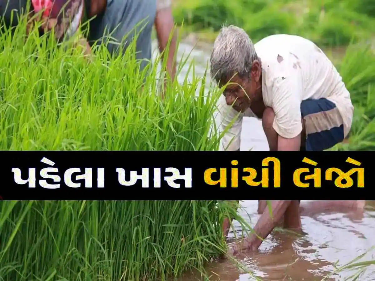 ગુજરાતના ખેડૂતો માટે આવ્યા ખુશીના સમાચાર; ખરીફ પાકોનું વાવેતર અને ઉત્પાદન વધારવા લેવાયો મોટો નિર્ણય ગુજરાતના ખેડૂતો માટે આવ્યા ખુશીના સમાચાર; ખરીફ પાકોનું વાવેતર અને ઉત્પાદન વધારવા લેવાયો મોટો નિર્ણય