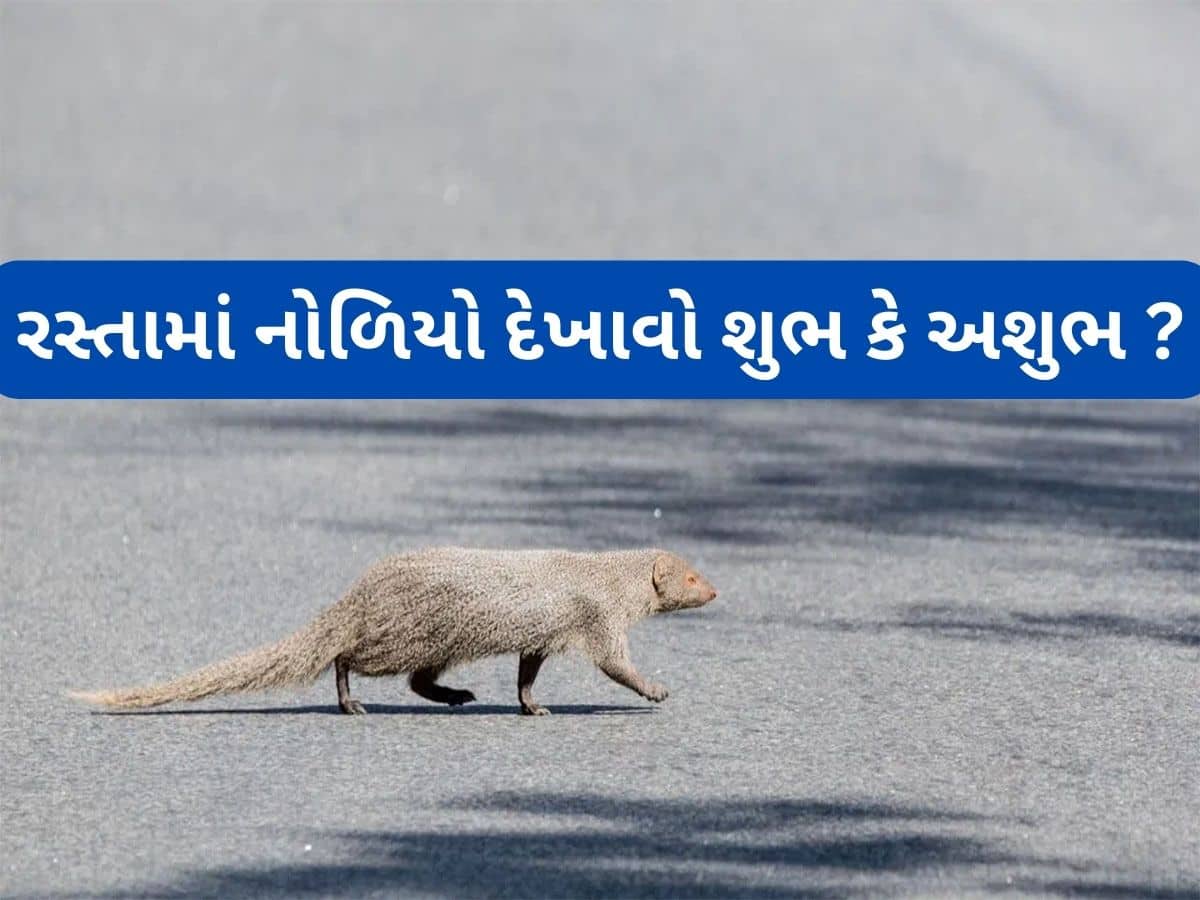 Astrology: રસ્તા પર અચાનક નોળિયો દેખાય તો શુભ કે અશુભ ? જાણો નોળિયા સંબંધિત શુકન અપશુકન વિશે