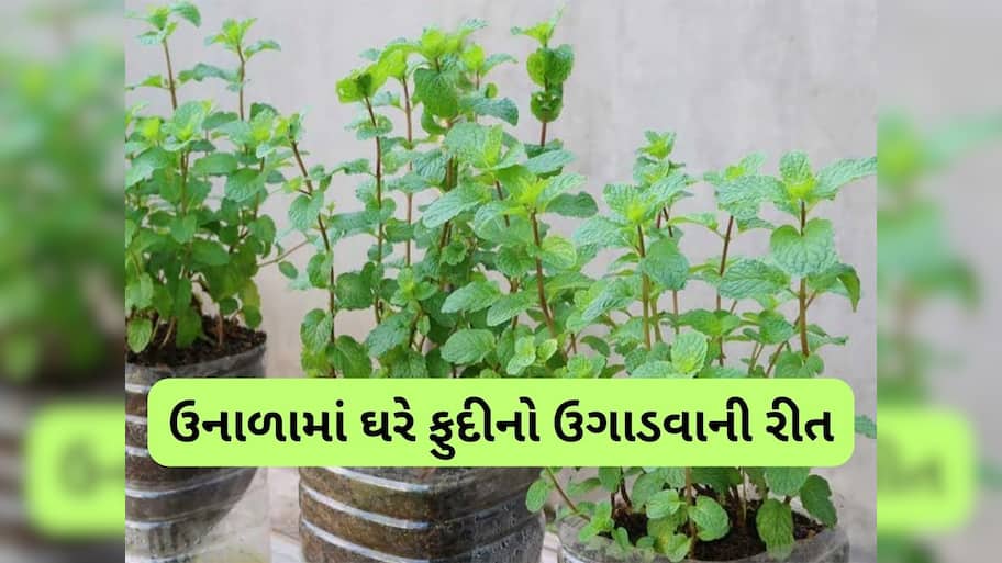Gardening Tips: ઘરે ફુદીનો ઉગાડવાની સૌથી સરળ રીત, બારેમાસ છોડમાં આવતા રહેશે લીલા પાન