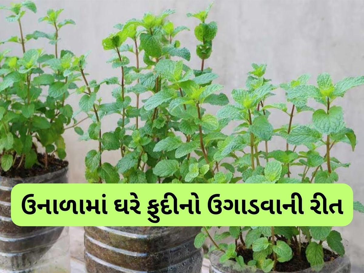 Gardening Tips: ઘરે ફુદીનો ઉગાડવાની સૌથી સરળ રીત, બારેમાસ છોડમાં આવતા રહેશે લીલા પાન Gardening Tips: ઘરે ફુદીનો ઉગાડવાની સૌથી સરળ રીત, બારેમાસ છોડમાં આવતા રહેશે લીલા પાન