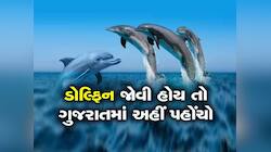 ગુજરાત બન્યું ડોલ્ફિનનું ઘર, ડોલ્ફિનથી ભરેલો છે ગુજરાતનો આ દરિયા કાંઠો