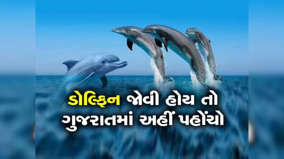 ગુજરાત બન્યું ડોલ્ફિનનું ઘર, ડોલ્ફિનથી ભરેલો છે ગુજરાતનો આ દરિયા કાંઠો