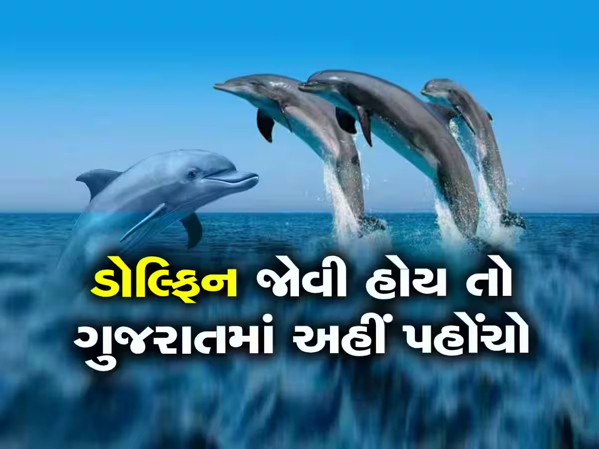 ગુજરાત બન્યું ડોલ્ફિનનું ઘર, ડોલ્ફિનથી ભરેલો છે ગુજરાતનો આ દરિયા કાંઠો ગુજરાત બન્યું ડોલ્ફિનનું ઘર, ડોલ્ફિનથી ભરેલો છે ગુજરાતનો આ દરિયા કાંઠો