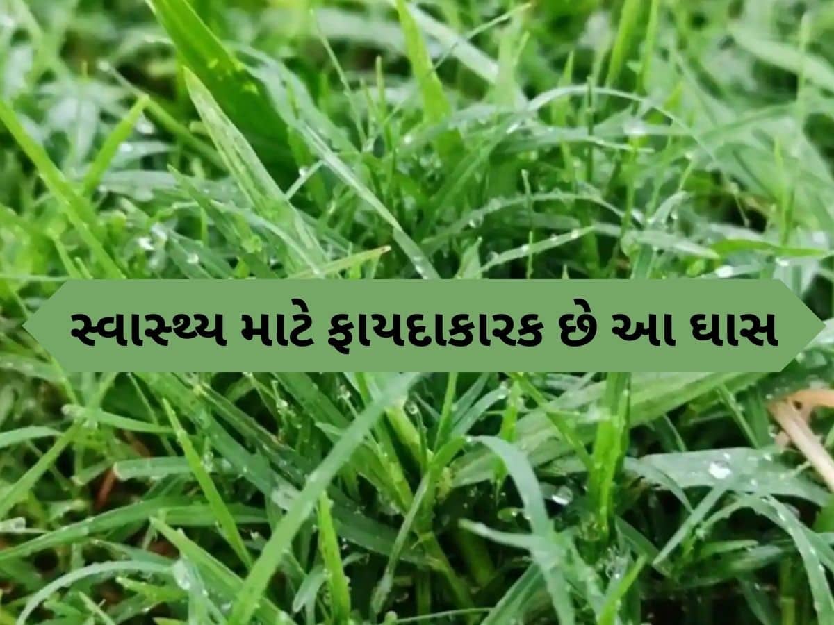  માઇગ્રેનથી લઈને કબજીયાત સુધી, દરેક મુશ્કેલી દૂર કરે છે દુર્વા ઘાસ, જાણો ફાયદા