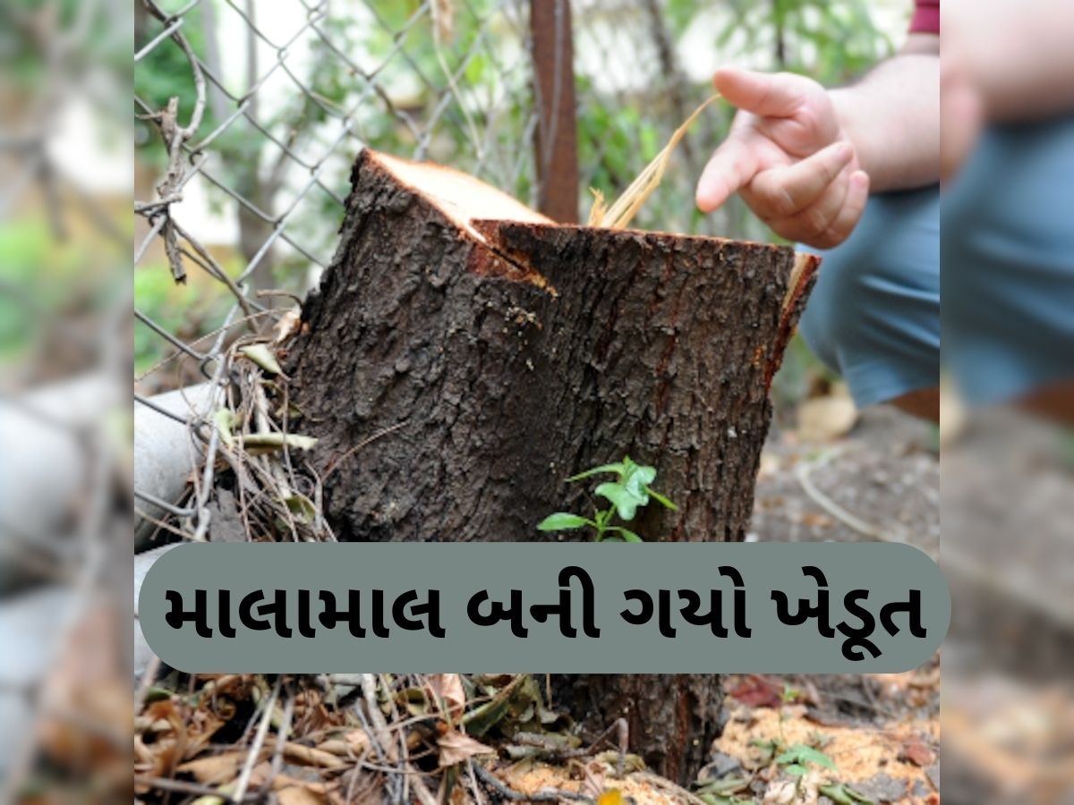 100 વર્ષ જૂના ઝાડને કારણે ચમકી ગયું ખેડૂતનું ભાગ્ય, રાતોરાત બની ગયો કરોડપતિ 100 વર્ષ જૂના ઝાડને કારણે ચમકી ગયું ખેડૂતનું ભાગ્ય, રાતોરાત બની ગયો કરોડપતિ