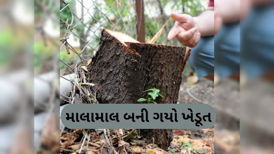 100 વર્ષ જૂના ઝાડને કારણે ચમકી ગયું ખેડૂતનું ભાગ્ય, રાતોરાત બની ગયો કરોડપતિ