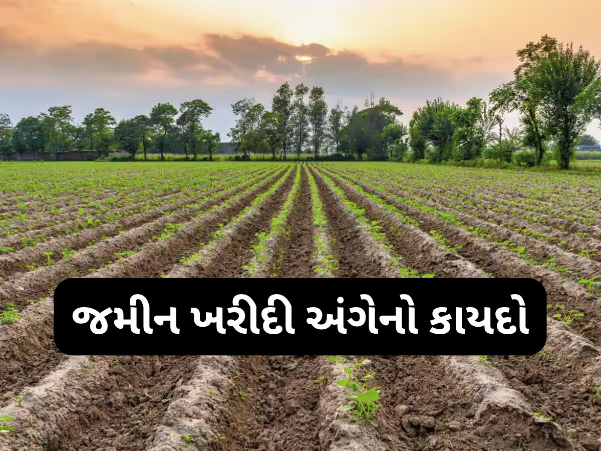 એક વ્યક્તિ કેટલી જમીન ખરીદી શકે? કાયદા અને નિયમ વિશે ખાસ જાણો નહીં તો જવું પડશે જેલમાં! એક વ્યક્તિ કેટલી જમીન ખરીદી શકે? કાયદા અને નિયમ વિશે ખાસ જાણો નહીં તો જવું પડશે જેલમાં!