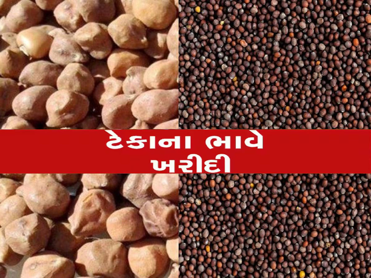 ગુજરાતના ખેડૂતો માટે ખુશખબર : ચણા અને રાયડાના ટેકાના ભાવે ખરીદીની થઈ જાહેરાત