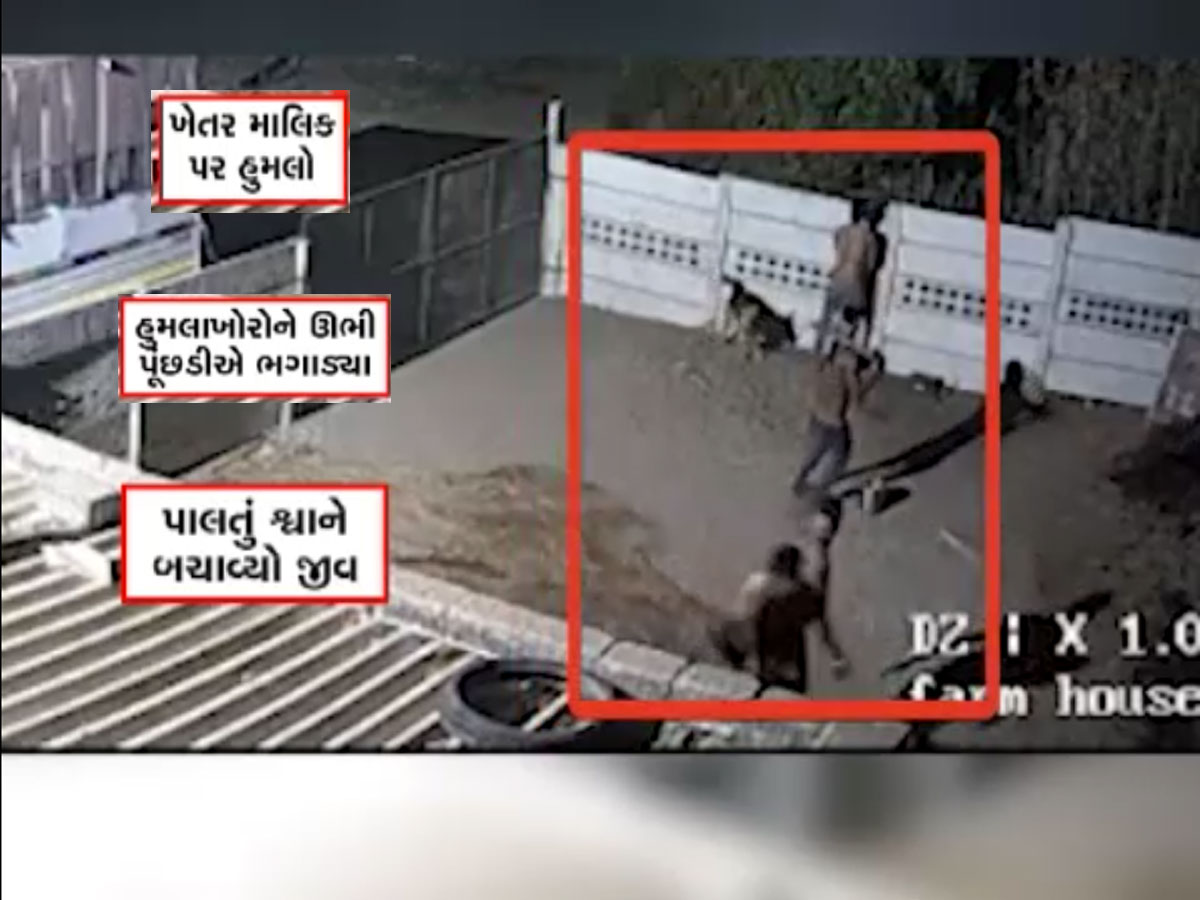 પાળતૂ શ્વાન બન્યો રિયલ હીરો, હુમલાખોરોથી માલિકને બચાવવા શ્વાને ખેલ્યો ખરાખરીનો જંગ