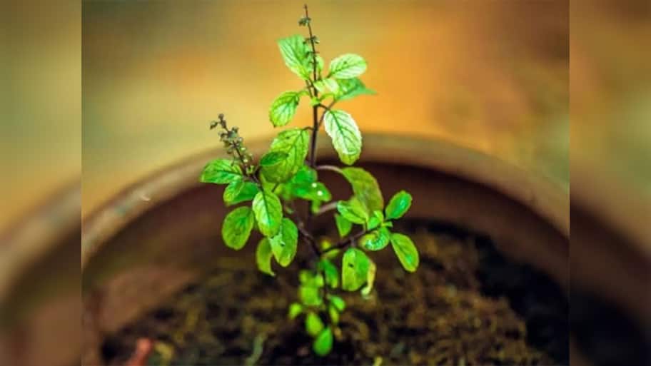 Tulsi Upay: તુલસીનો પાવર એક્ટિવ થઈ જાય તો ખરેખર કરે દેશે માલામાલ, આ અચૂક ઉપાયથી ઘરમાં થઈ શકે ધનના ઢગલા