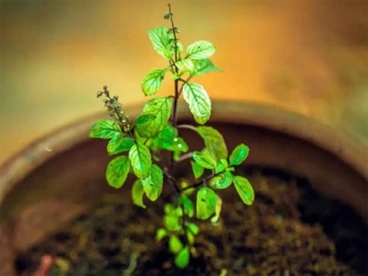 Tulsi Upay: તુલસીનો પાવર એક્ટિવ થઈ જાય તો ખરેખર કરે દેશે માલામાલ, આ અચૂક ઉપાયથી ઘરમાં થઈ શકે ધનના ઢગલા Tulsi Upay: તુલસીનો પાવર એક્ટિવ થઈ જાય તો ખરેખર કરે દેશે માલામાલ, આ અચૂક ઉપાયથી ઘરમાં થઈ શકે ધનના ઢગલા