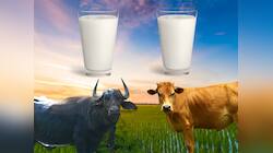 Cow Milk Vs Buffalo Milk: બાળક માટે ગાયનું દૂધ સારું કે ભેંસનું? આજે જાણો સાચો જવાબ