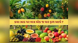 GK Quiz : એવું કયું ઝાડ છે, જેના પર માત્ર એક જ વાર ફળ આવે છે ?