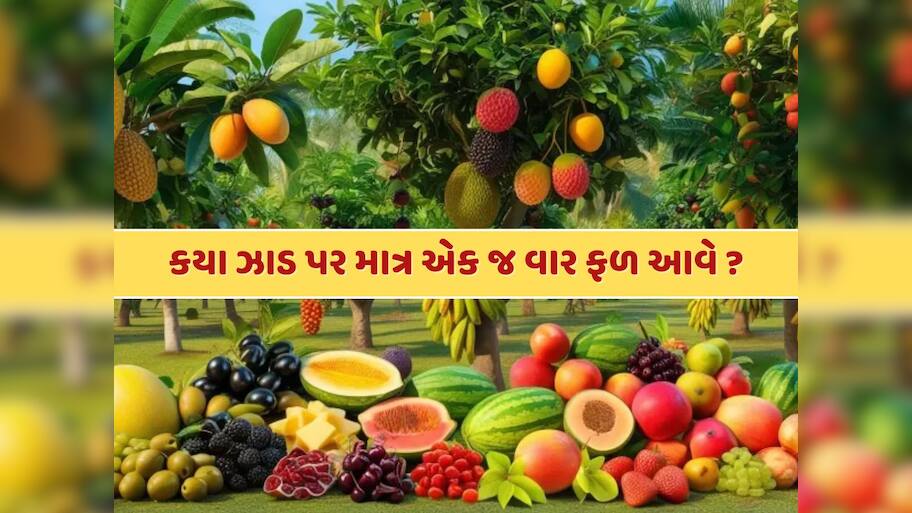 GK Quiz : એવું કયું ઝાડ છે, જેના પર માત્ર એક જ વાર ફળ આવે છે ?