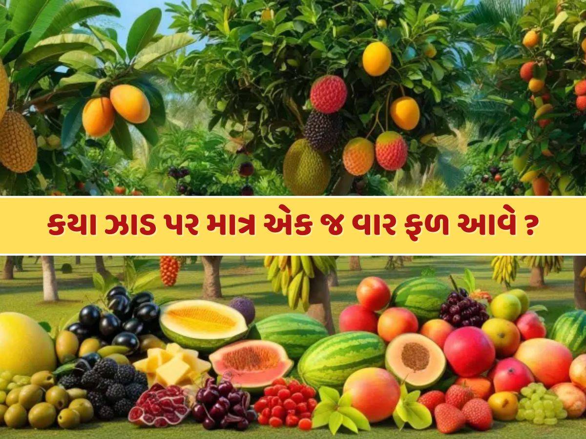 GK Quiz : એવું કયું ઝાડ છે, જેના પર માત્ર એક જ વાર ફળ આવે છે ? GK Quiz : એવું કયું ઝાડ છે, જેના પર માત્ર એક જ વાર ફળ આવે છે ?