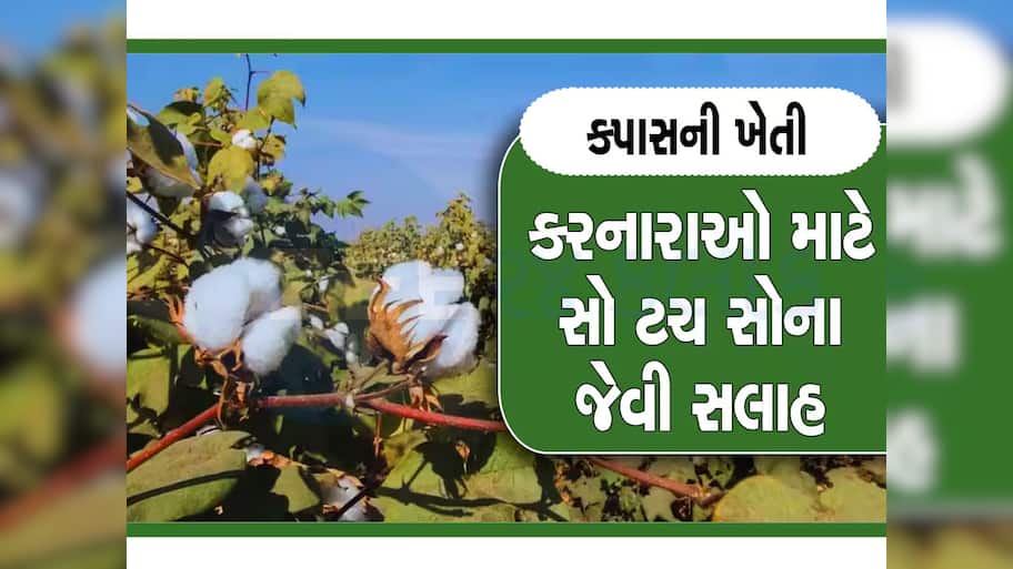 કપાસની ખેતી કરતા ખેડૂતો માટે મહત્વની સલાહ, ખેતી કરતા પહેલા આટલું જમીનમાં આટલું જરૂર કરજો 