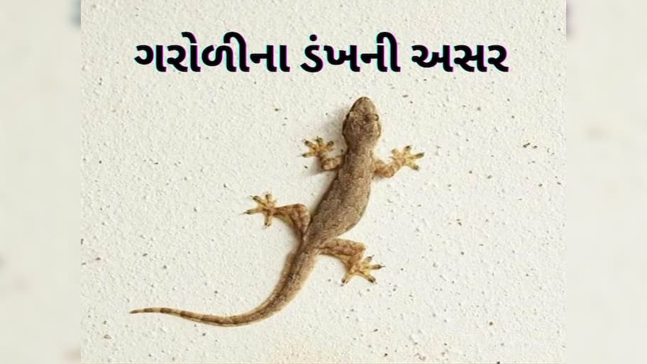 જો ગરોળી કરડી જાય તો શું થશે? કેટલા વર્ષો સુધી તે દીવાલને ચોંટીને રહે છે?