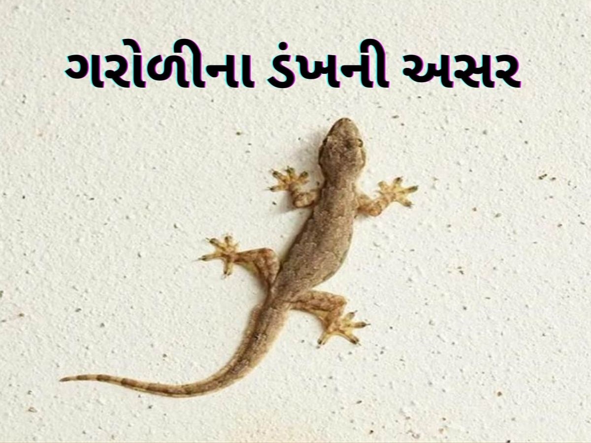 જો ગરોળી કરડી જાય તો શું થશે? કેટલા વર્ષો સુધી તે દીવાલને ચોંટીને રહે છે? જો ગરોળી કરડી જાય તો શું થશે? કેટલા વર્ષો સુધી તે દીવાલને ચોંટીને રહે છે?