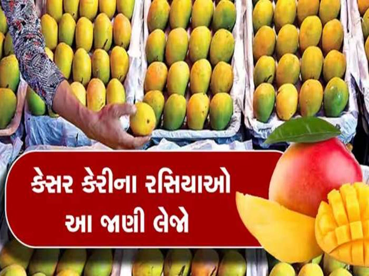 કેરી રસિકોને આનંદો! પોરબંદર યાર્ડમાં "કેસર"ની એન્ટ્રી; આ સીઝનમાં શું ચાલી રહ્યો છે ભાવ?