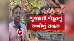 ગુજરાતી ખેડૂતે કમાલ કર્યો, થાઈલેન્ડના ફળની ગુજરાતમાં કરી ખેતી, મુંબઈ વેચી લાખો કમાયા