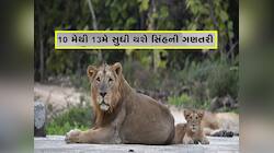 ગુજરાતના સાવજોની ગણતરી માંડવાનો સમય આવી ગયો, ખાસ સિસ્ટમથી 11 જિલ્લામાં કરાશે કાઉન્ટિ