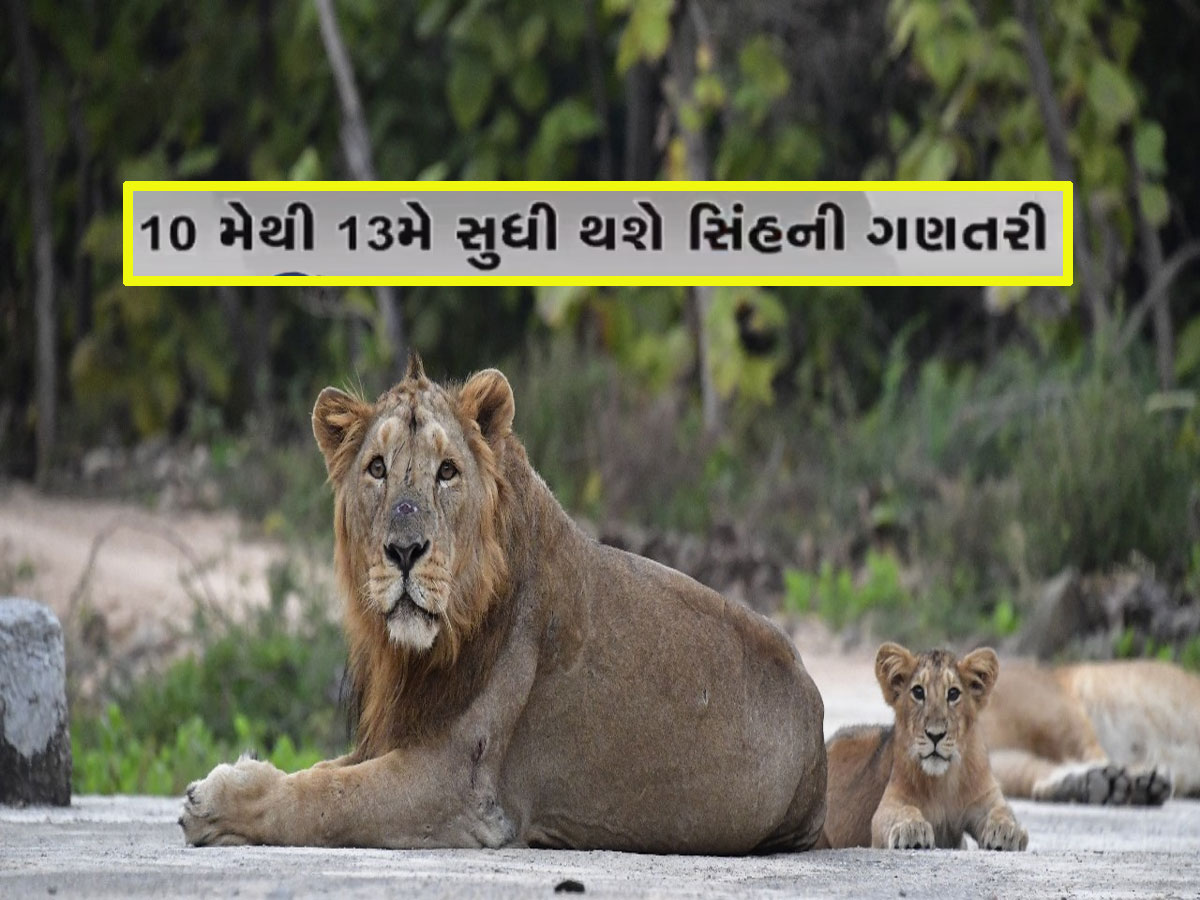 ગુજરાતના સાવજોની ગણતરી માંડવાનો સમય આવી ગયો, ખાસ સિસ્ટમથી 11 જિલ્લામાં કરાશે કાઉન્ટિંગ