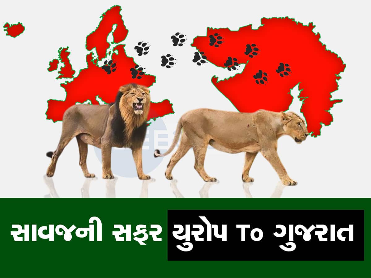 ગુજરાતના સિંહોનું મૂળ ઘર તો યુરોપ છે! યુરોપથી આફ્રિકા થઈ ક્યારે અને કેવી રીતે ગુજરાત આવ્યા, રસપ્રદ છે ઈતિહાસ ગુજરાતના સિંહોનું મૂળ ઘર તો યુરોપ છે! યુરોપથી આફ્રિકા થઈ ક્યારે અને કેવી રીતે ગુજરાત આવ્યા, રસપ્રદ છે ઈતિહાસ