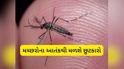 ઘરનાં એક-એક ખુણામાંથી ભાગી જશે મચ્છર, બસ અપનાવો આ દેશી ઉપાય
